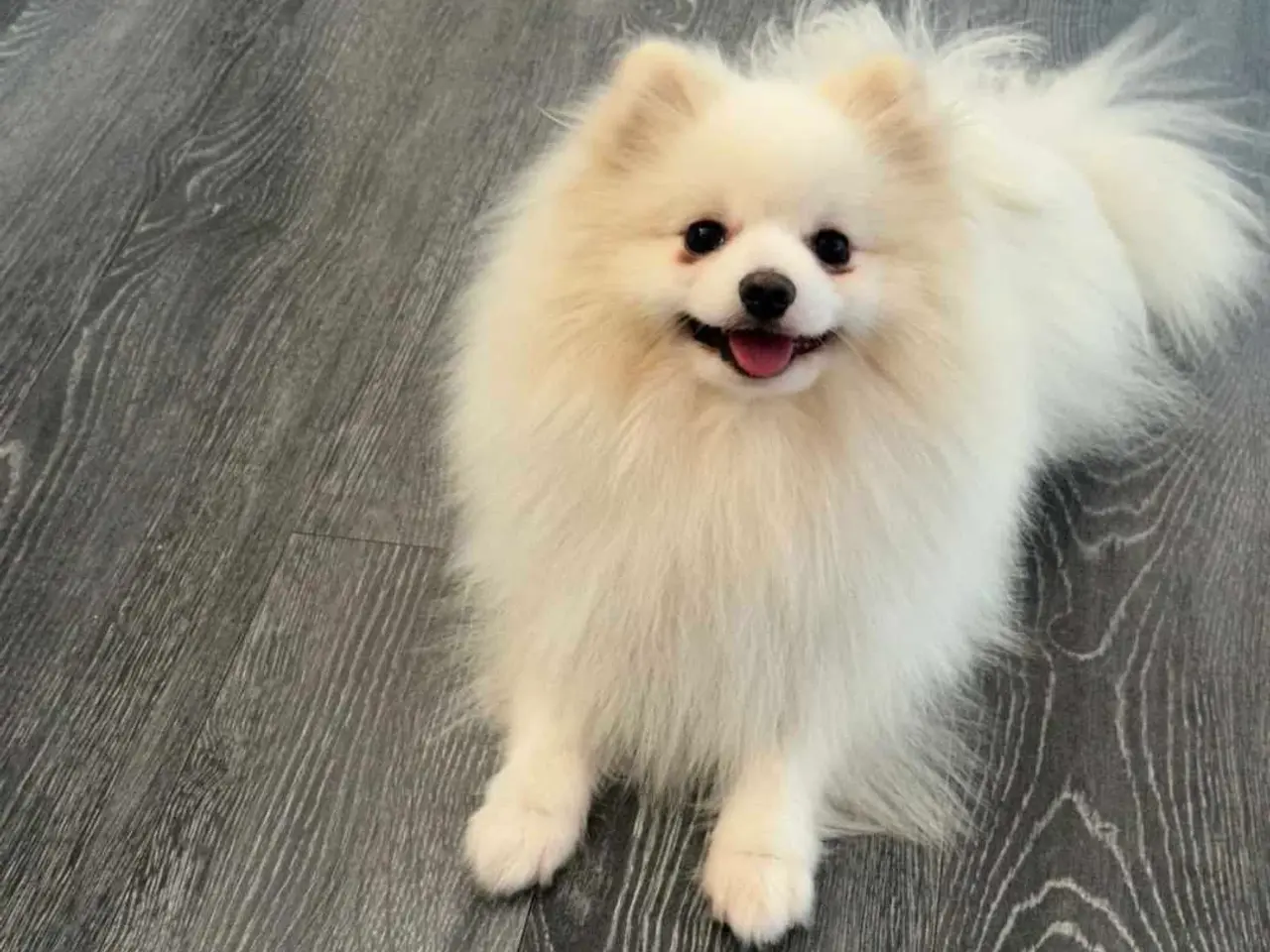 Billede 3 - Smuk hvid pomeranian pige🐾