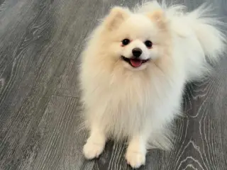 Fire smukke pomeranian hvalpe 🐾