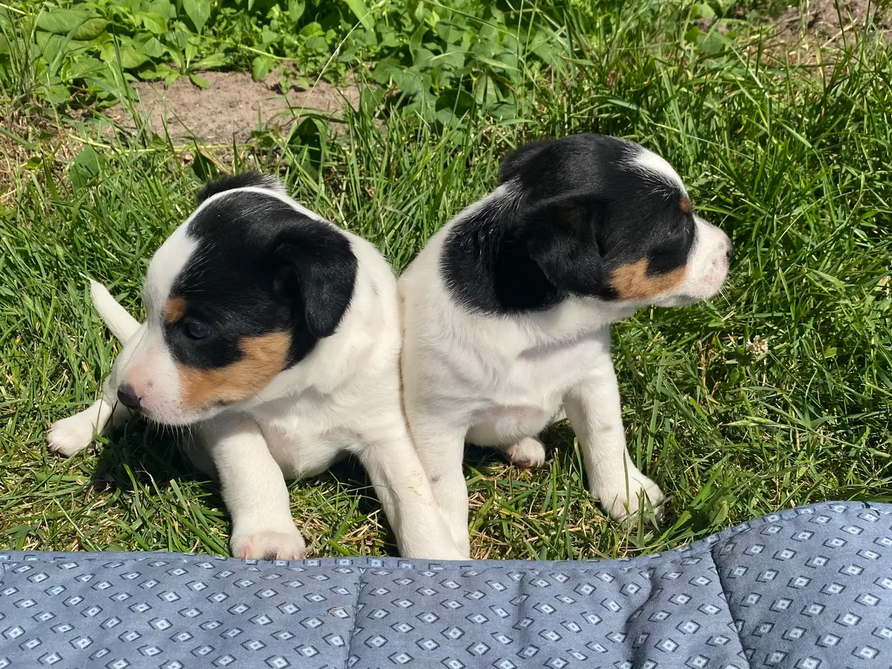 Billede 2 - Dansk-svensk gårdhund hvalper
