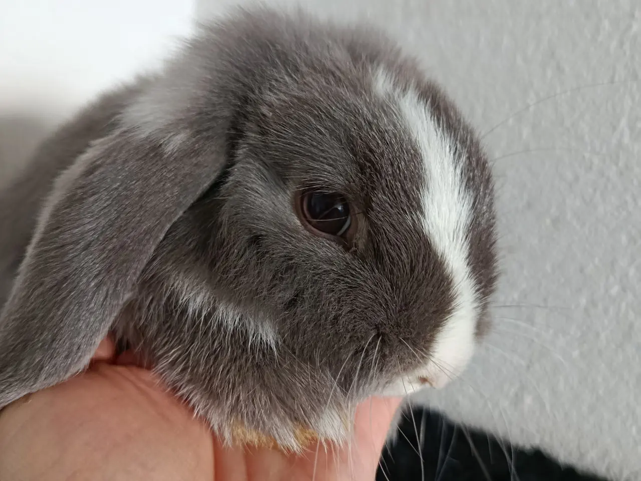 Billede 3 - Smuk Mini Lop