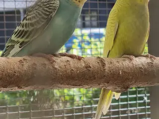 Undulatunger.