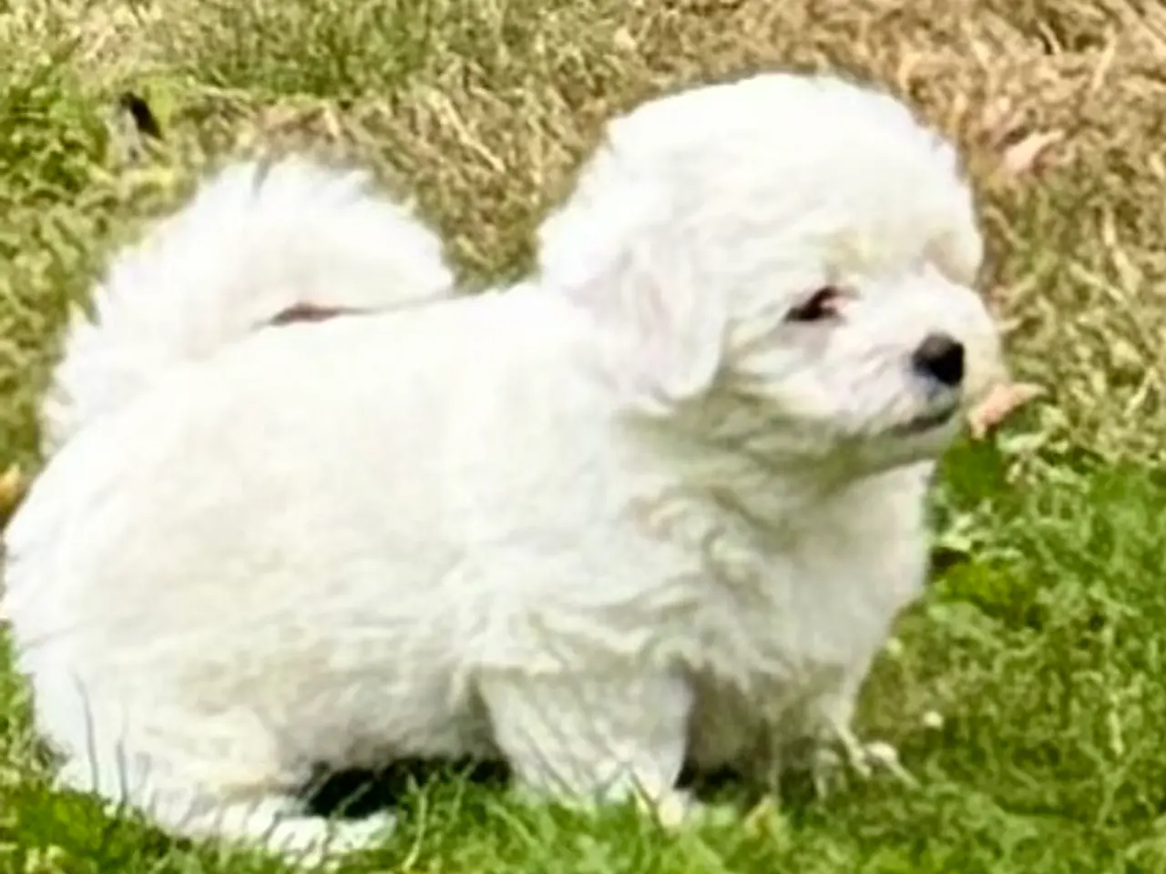 Billede 9 - Coton de tulear/havaton blanding