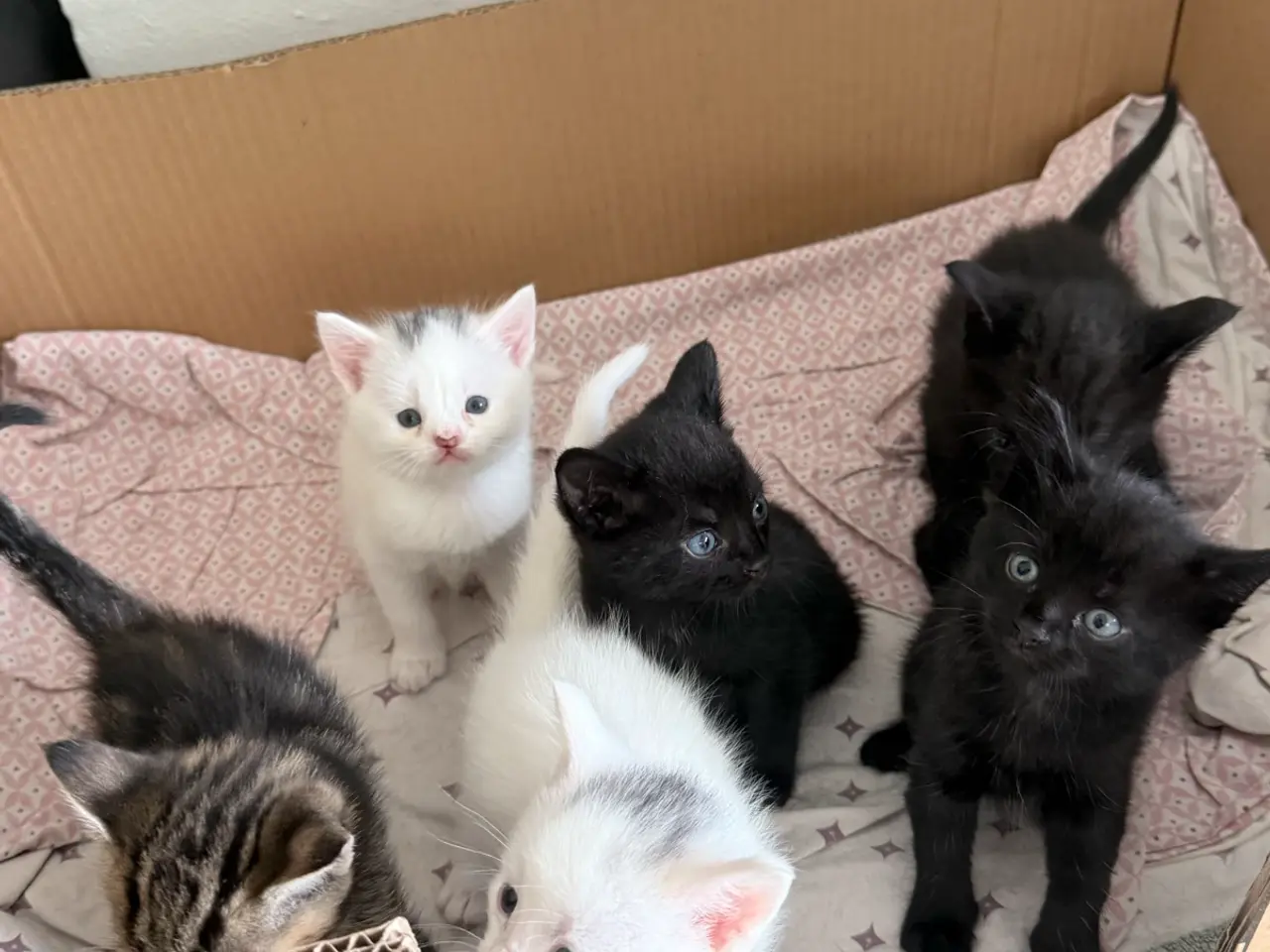 Billede 3 - Blandingskilinger ( 25% maincoon)