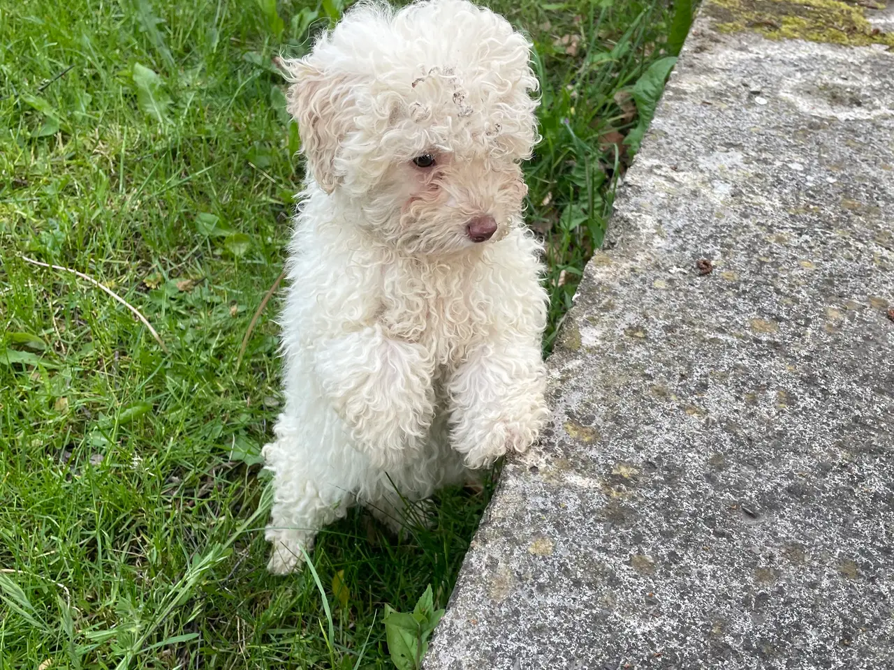 Billede 1 - Maltipoo Hvalp