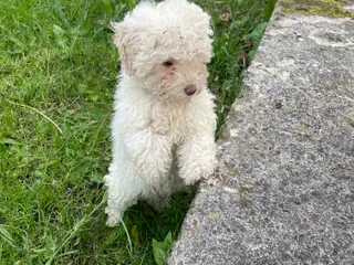 Maltipoo Hvalp