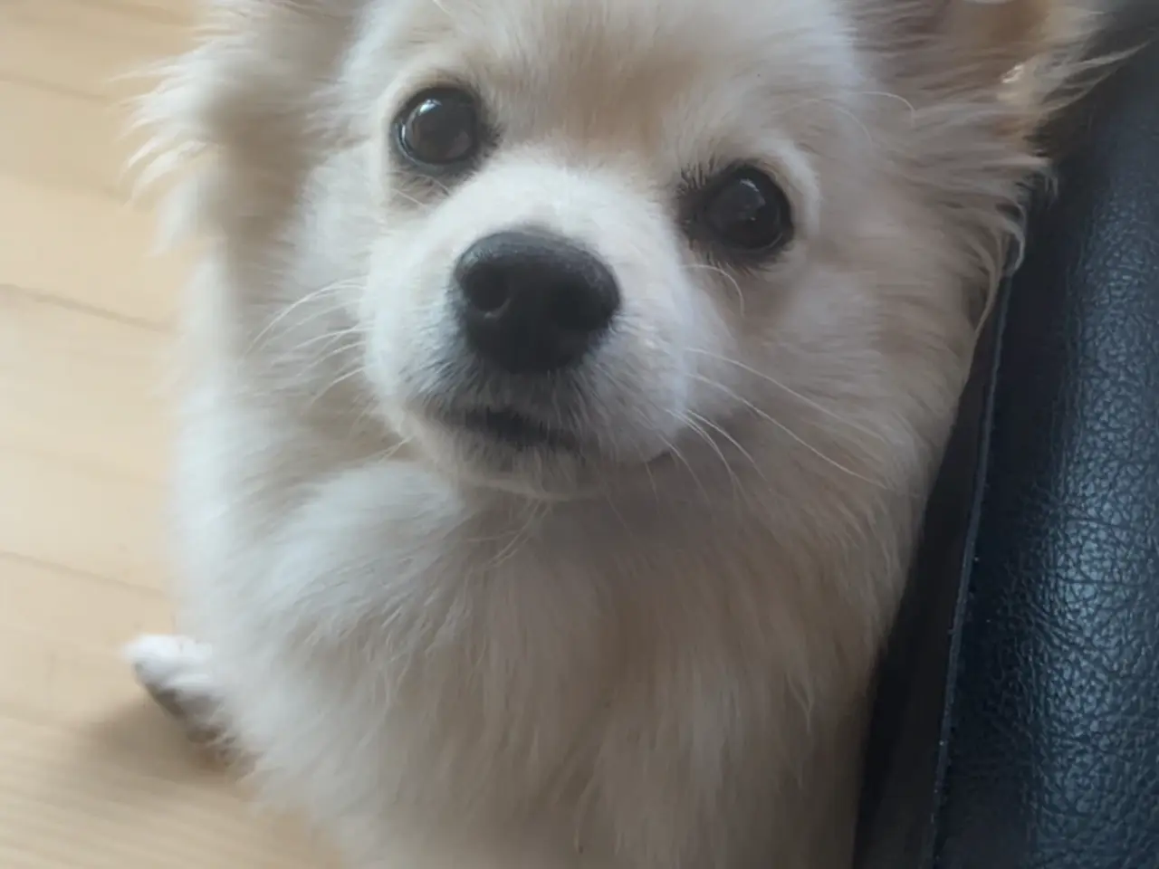 Billede 4 - Smuk Pomchi pige