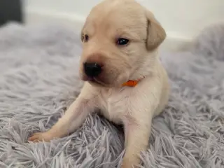 Labrador hvalpe 