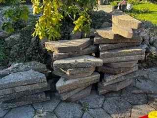 Brudplantesten 40 stk
