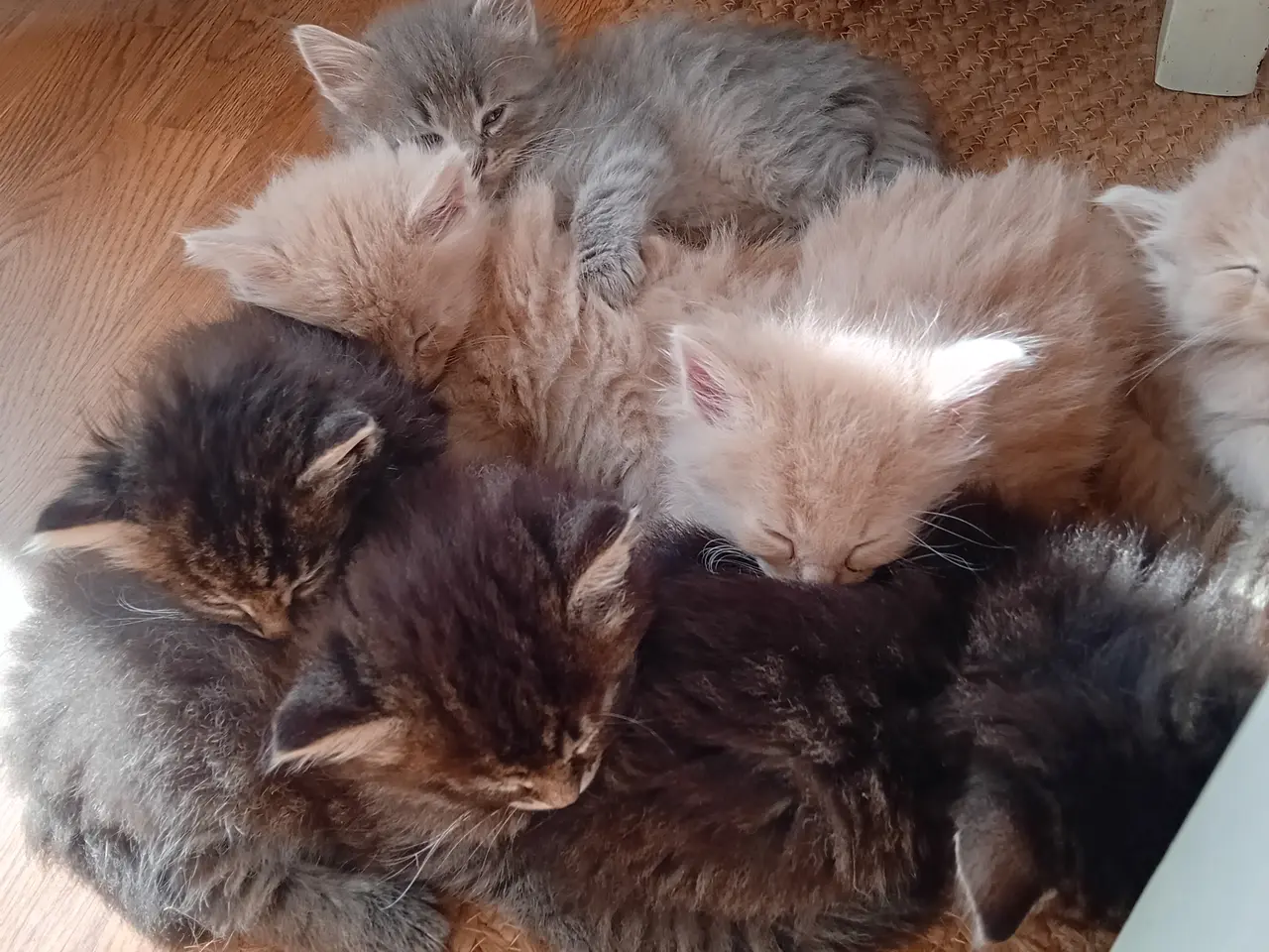 Billede 6 - Maincoon/Norsk skovkat killinger