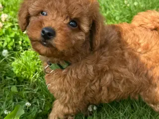 Mini Doodldoodle-eksklusive mahognifarvet 