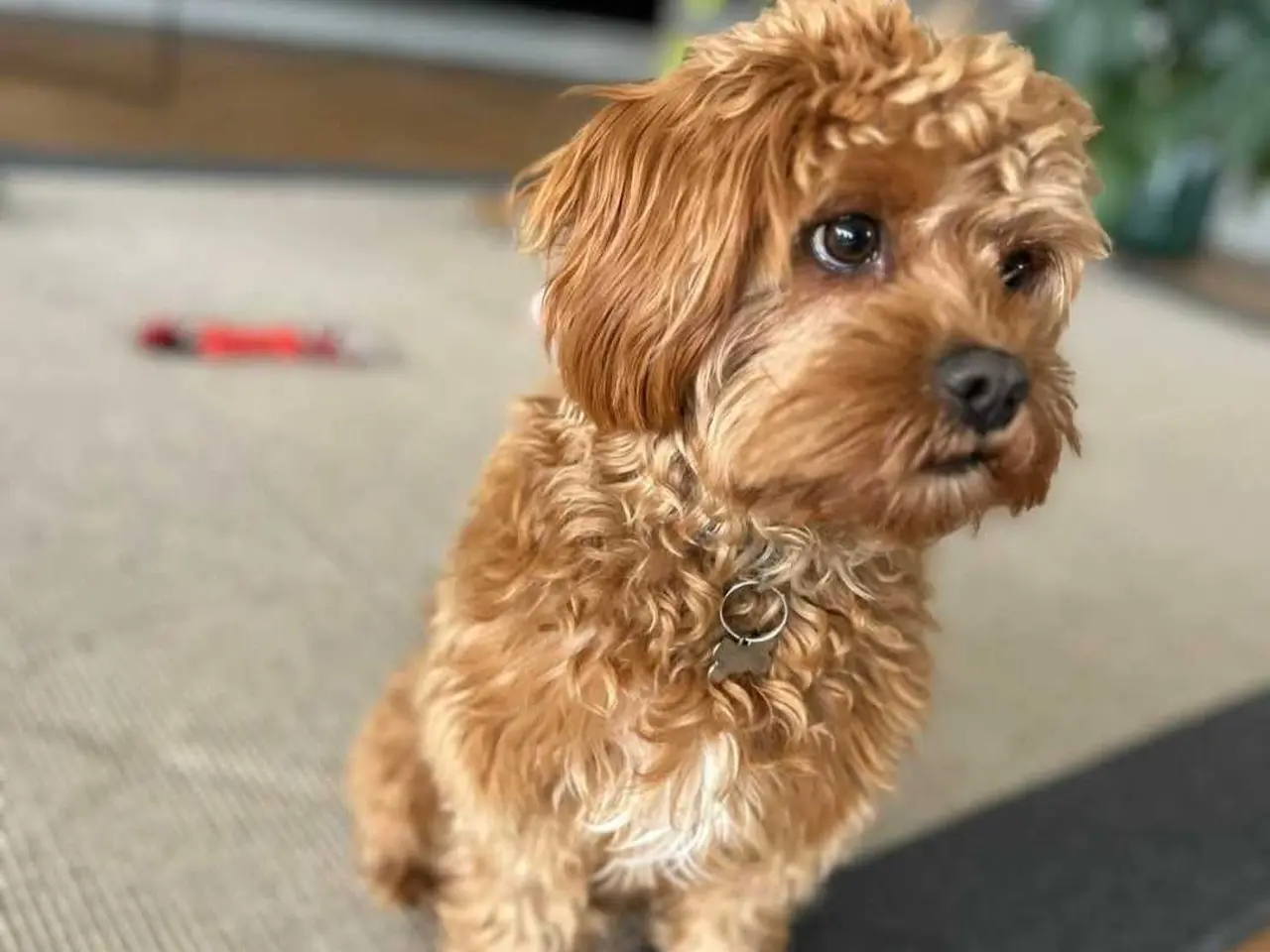 Billede 13 - Cavapoo f1b 