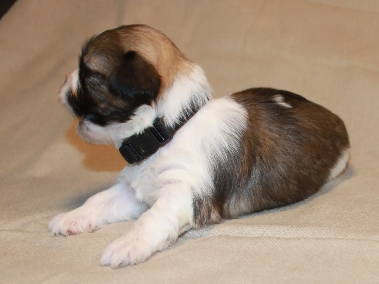Billede 14 - Lhasa Apso hvalpe