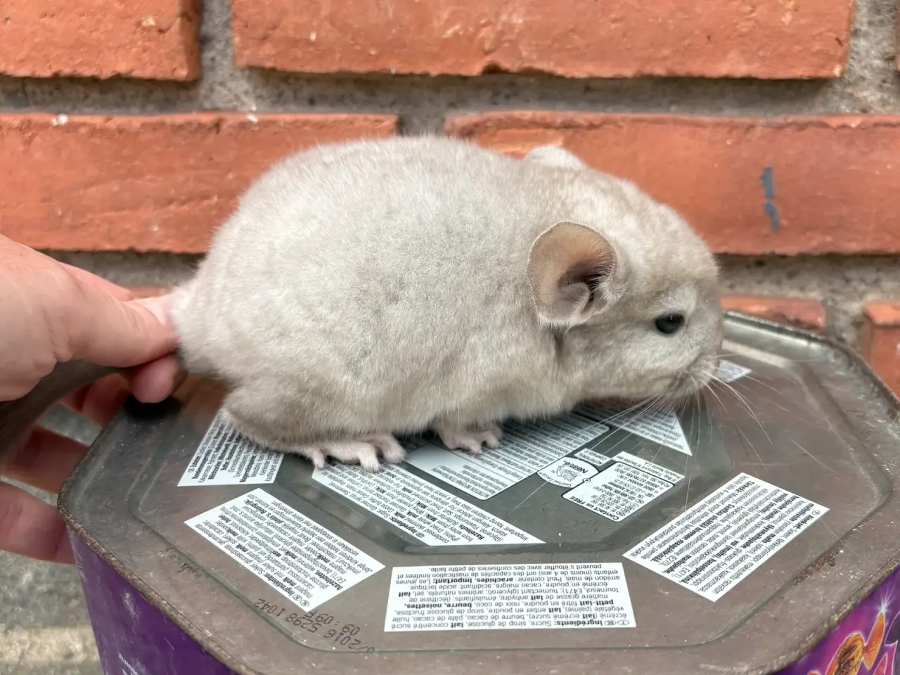 Billede 2 - HUN chinchilla 