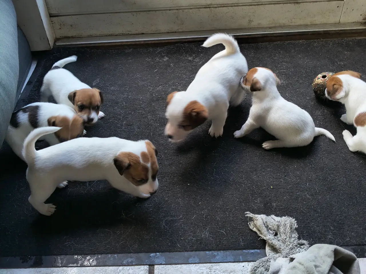 Billede 1 - Lækker Jack Russell Terrier hvalpe 