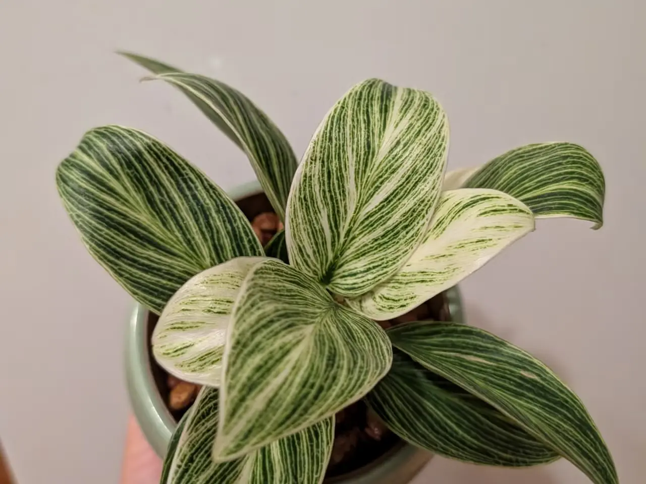 Billede 1 - Philodendron White measure "birkin"
