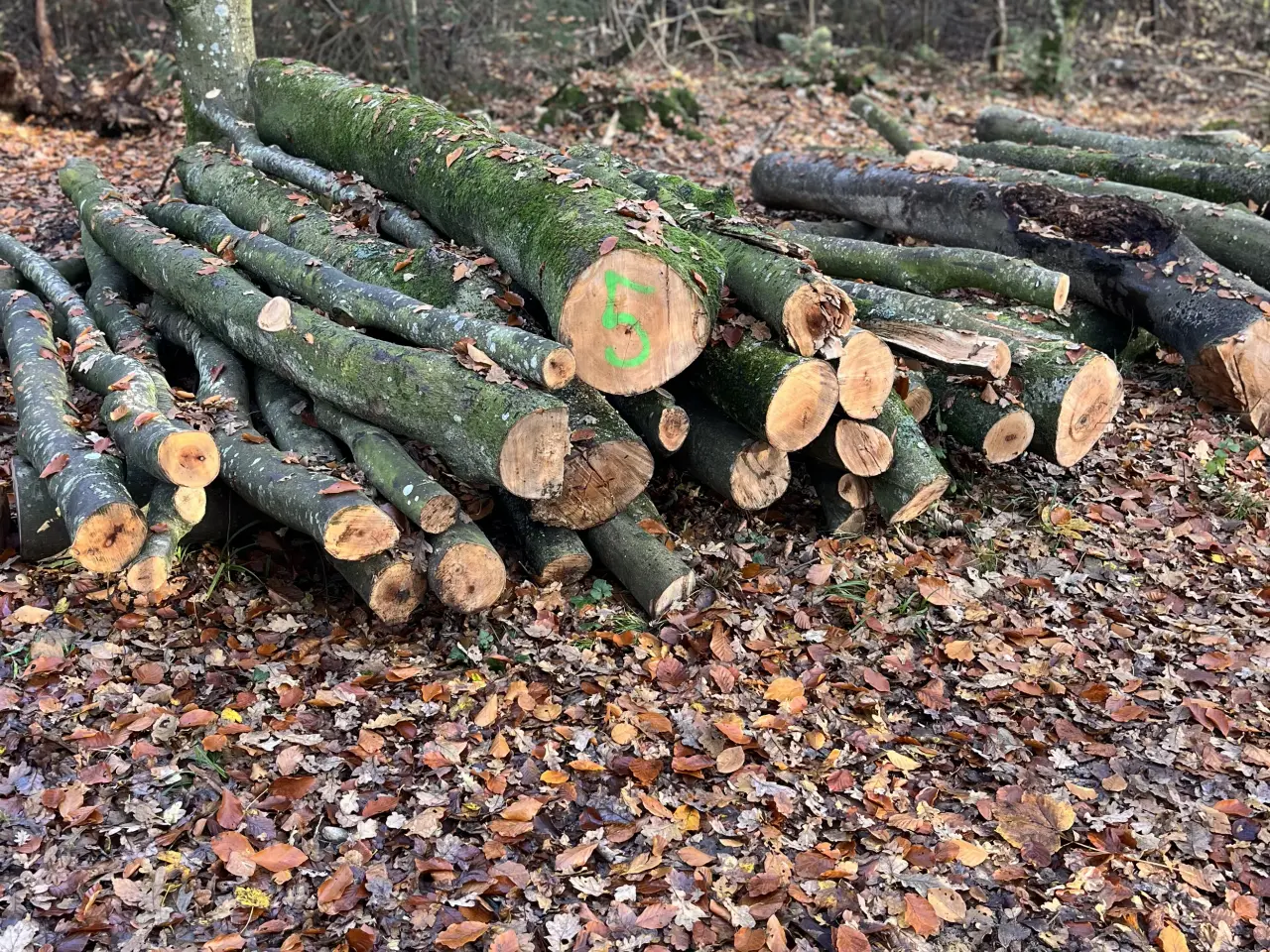 Billede 1 - Bøgetræ