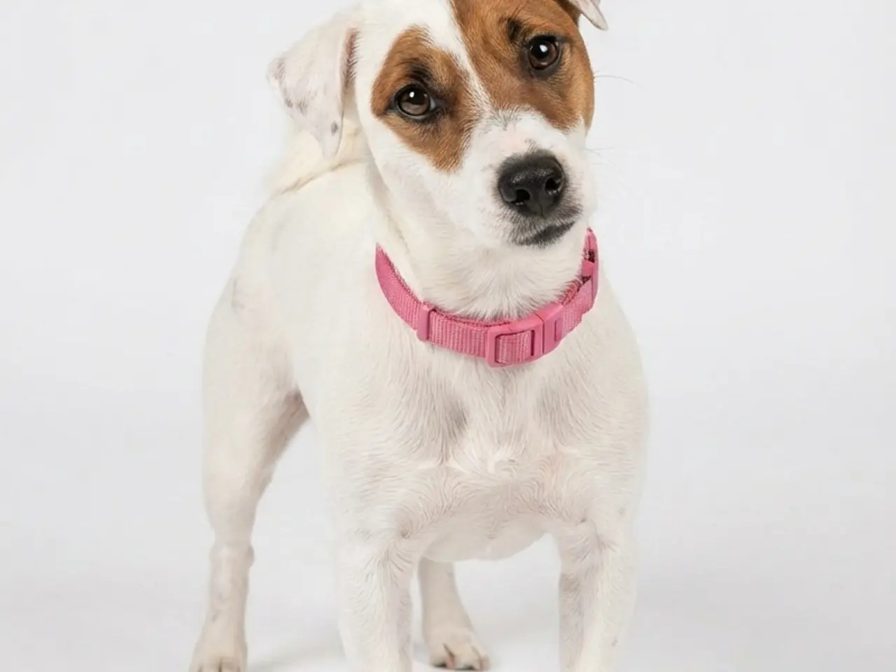 Billede 3 - Jacktese hvalpe ( Jack Russel terrier + Maltiser )
