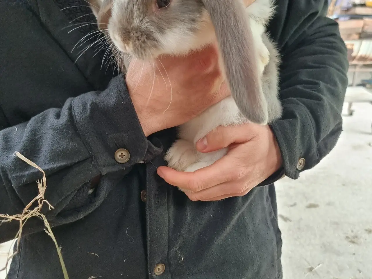 Billede 1 - 🐰 Søde franske vædderkaninunger