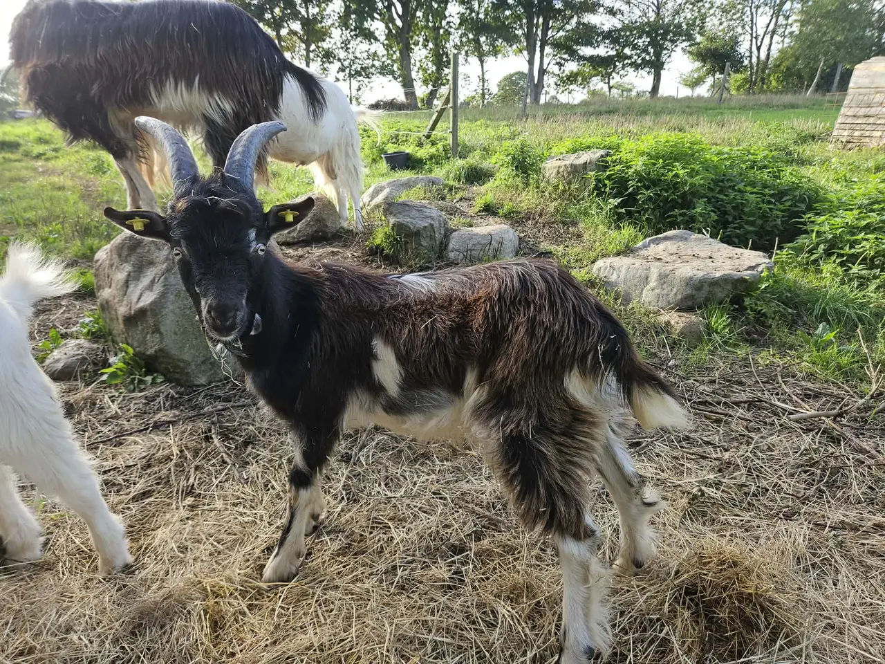 Billede 3 - Bukkekid Dansk Landrace