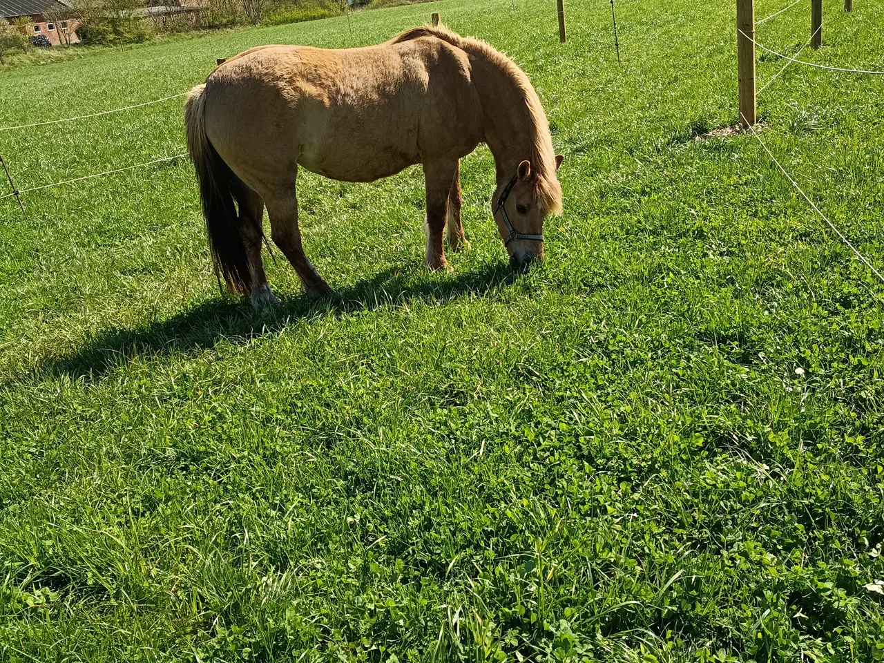 Billede 3 - Projekt hest haflinger fjordhest blanding 