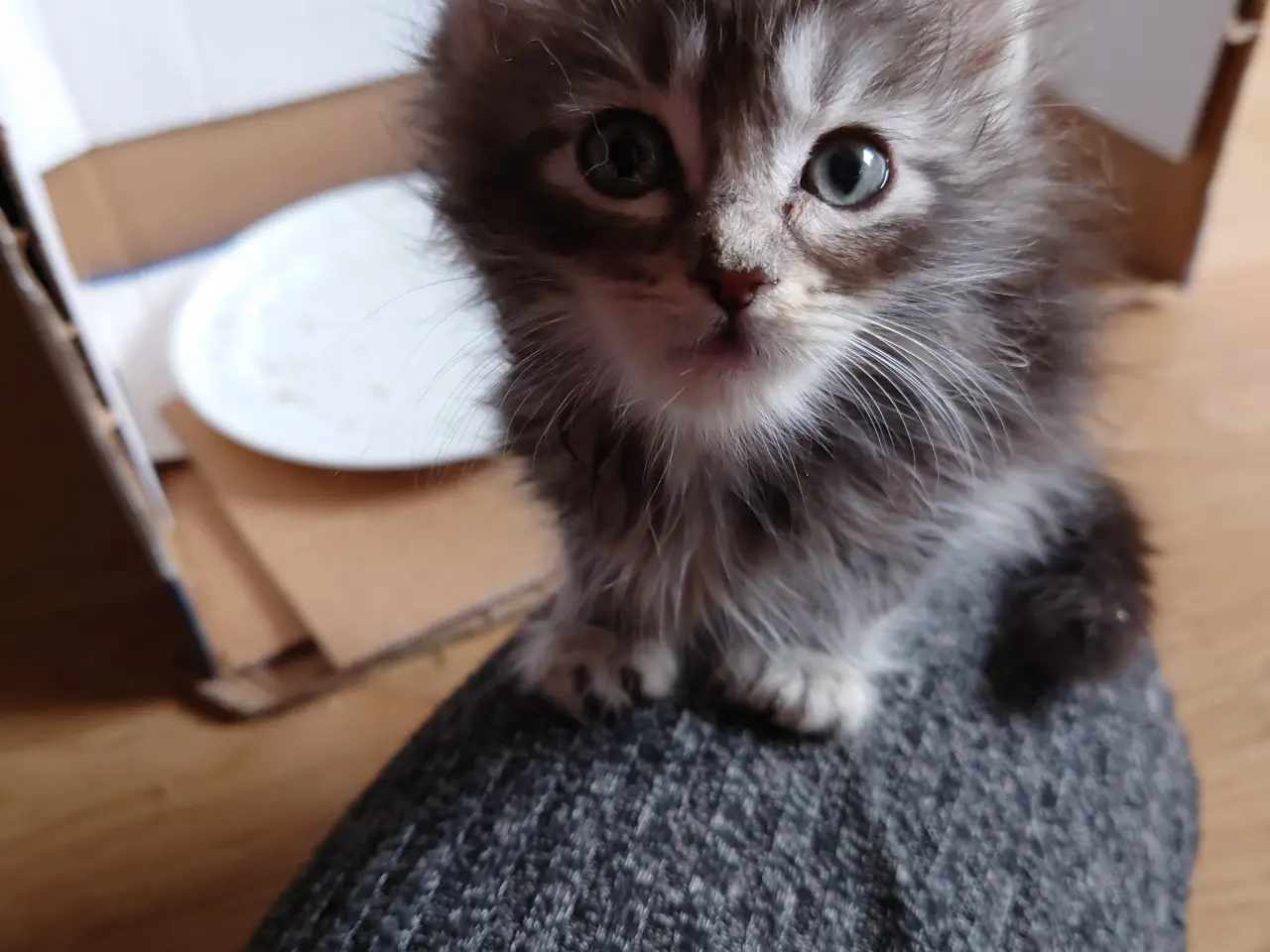 Billede 11 - Maine coon killinger, far ægte med tavle