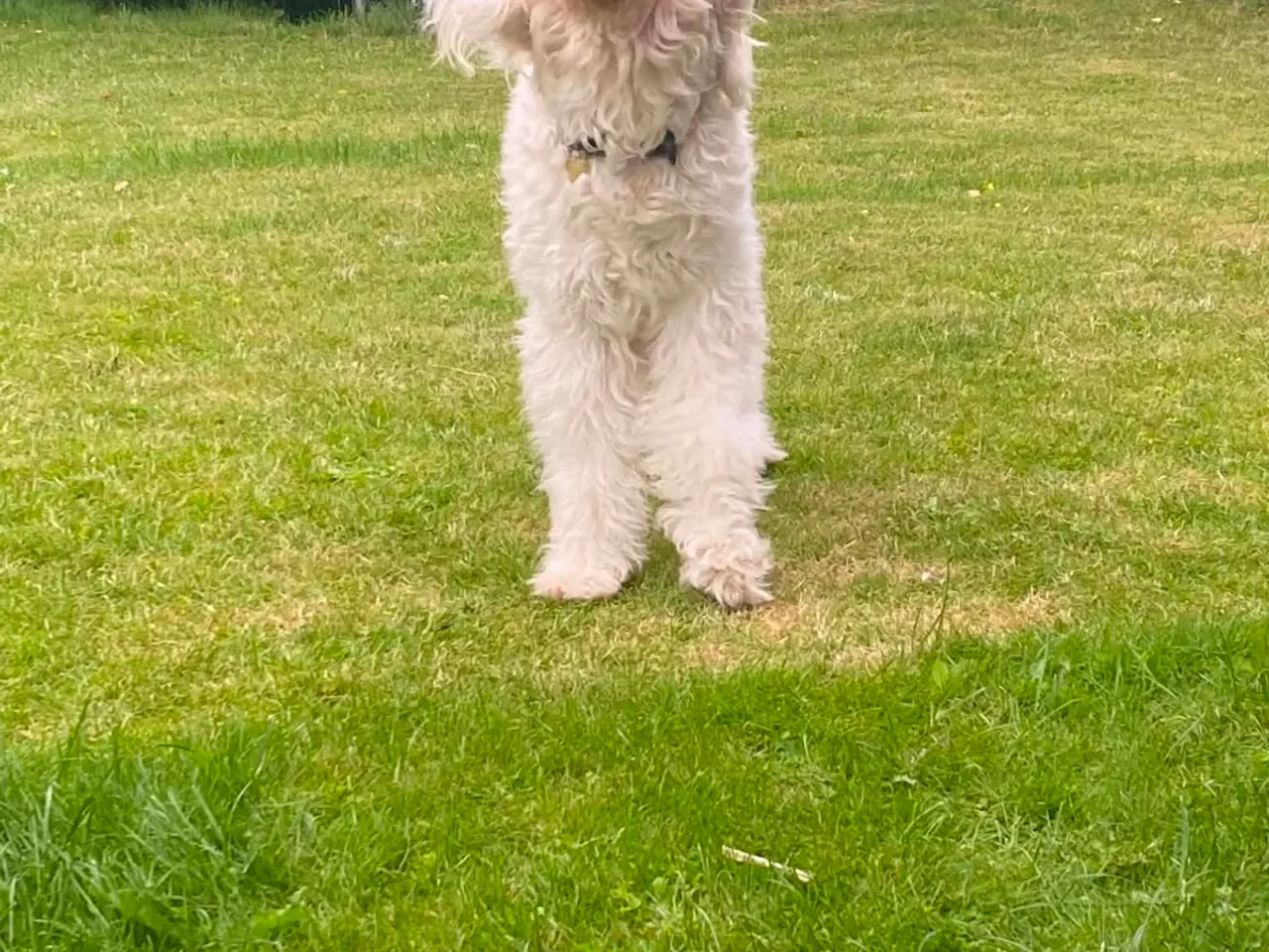 Billede 1 - Golden doodle