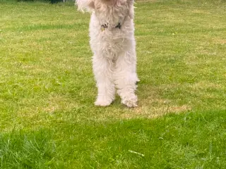 Golden doodle 