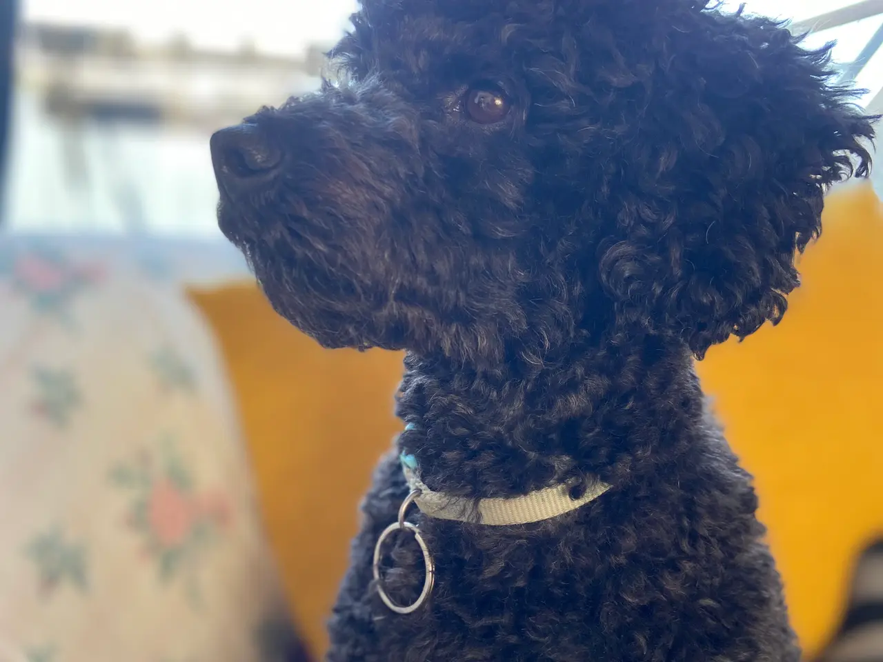 Billede 10 - ✨ Cavapoo-hvalpe søger et kærligt hjem ✨