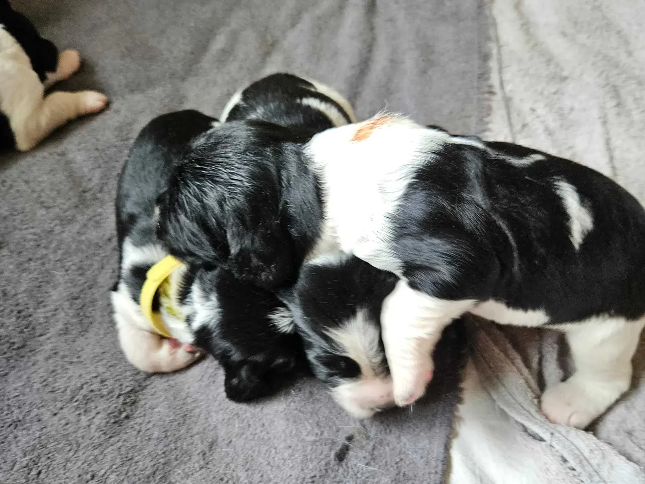 Billede 12 - Engelsk springer spaniel ikke ft