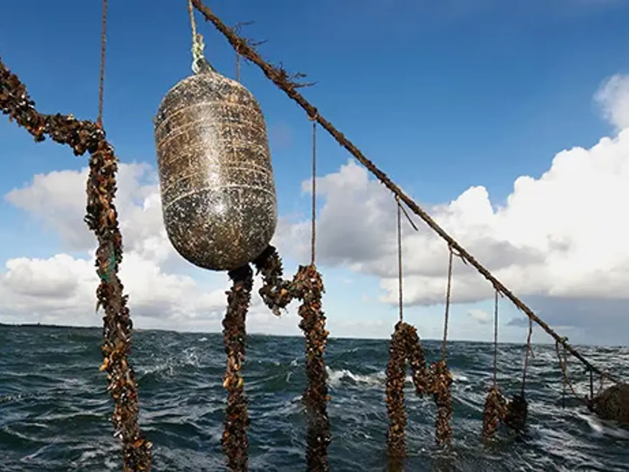 Billede 2 - Bøjer , Line bøje , fiskebøjer , badebro