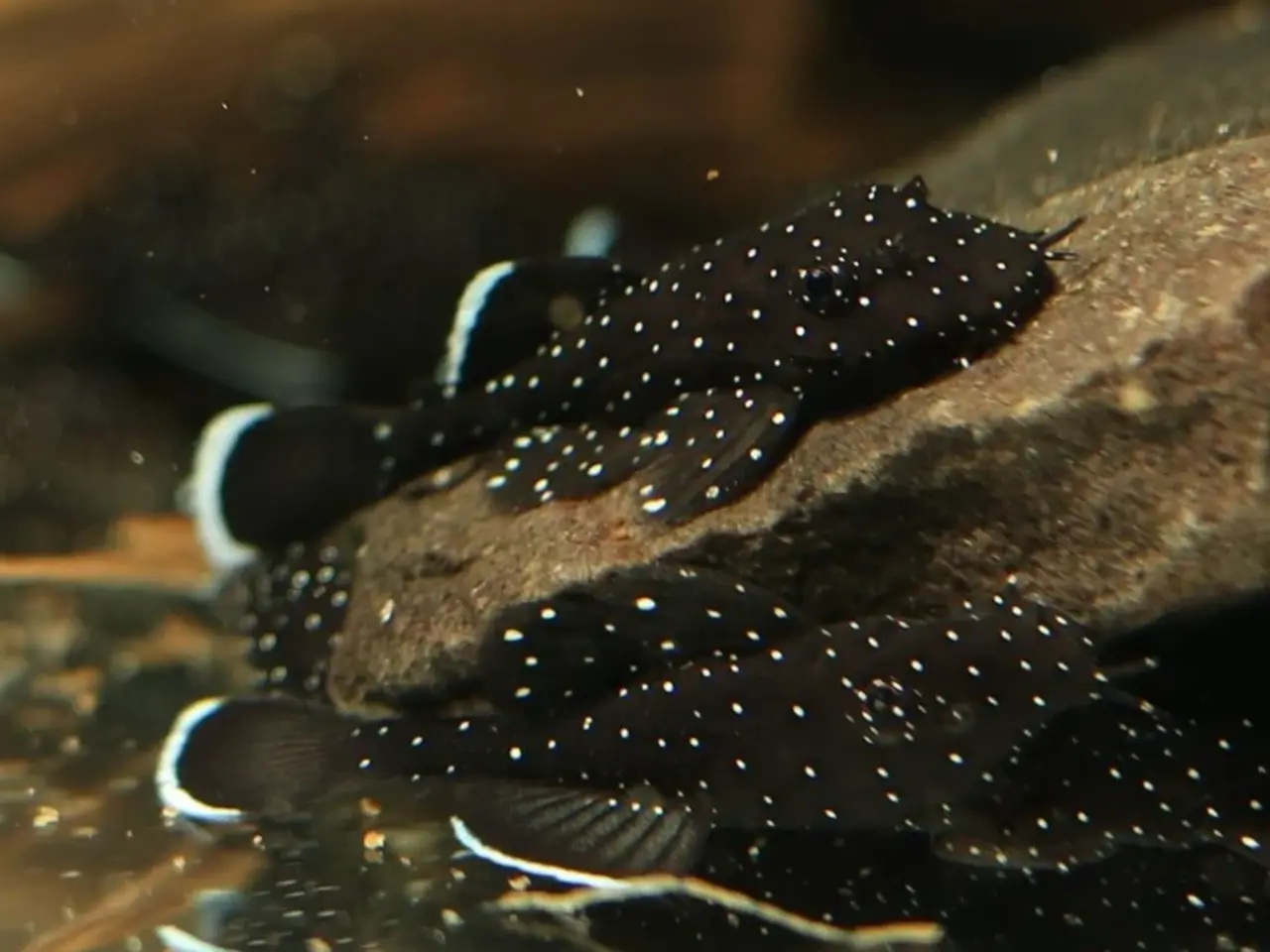 Billede 6 - Akvariefisk