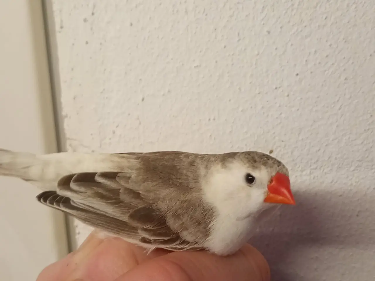 Billede 2 - Pingvin zebrafinker ( hvidbrystet)