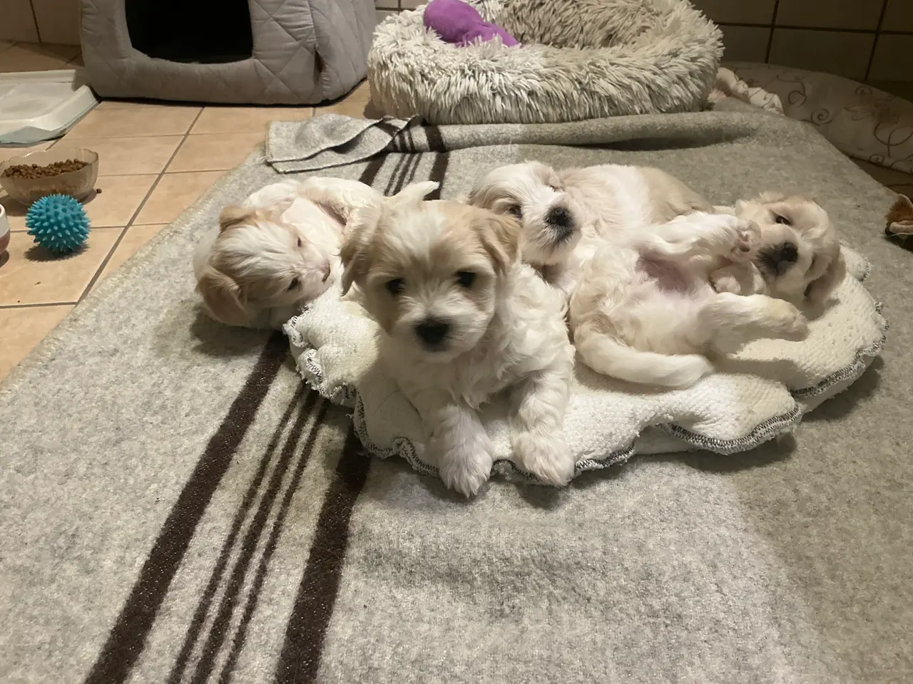 Billede 6 - Malteser/Maltipoo