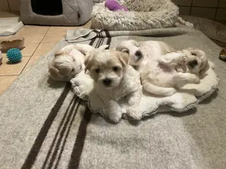 Malteser/Maltipoo