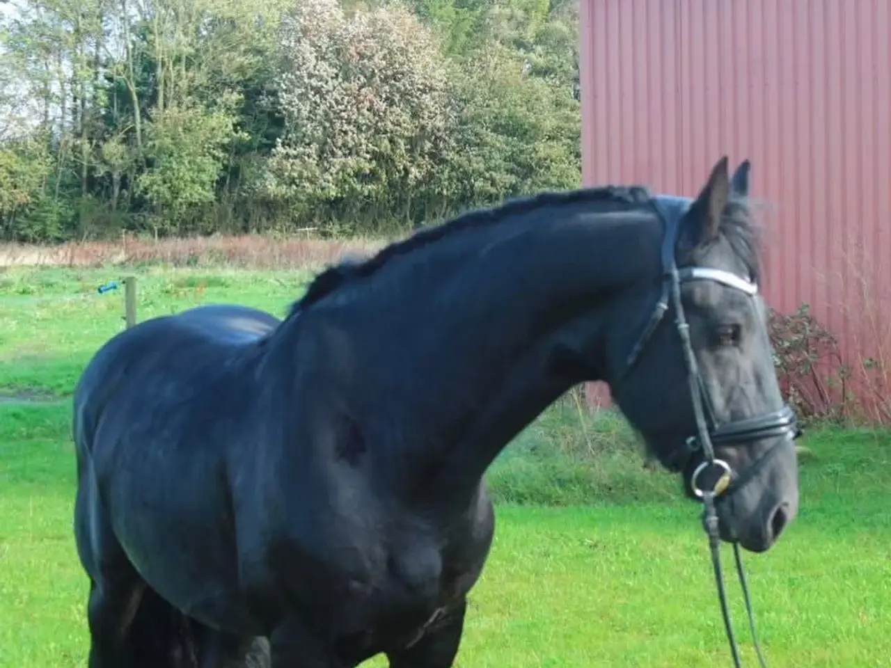 Billede 3 - Smuk sort perle