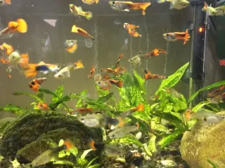 GUPPY-akvariefisk