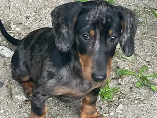 Gravhunde korthåret hvalpe 