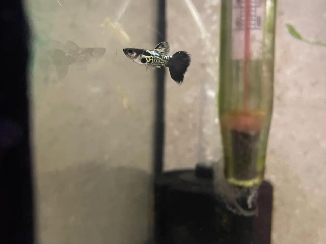 Billede 3 - Black Cobra Guppyer