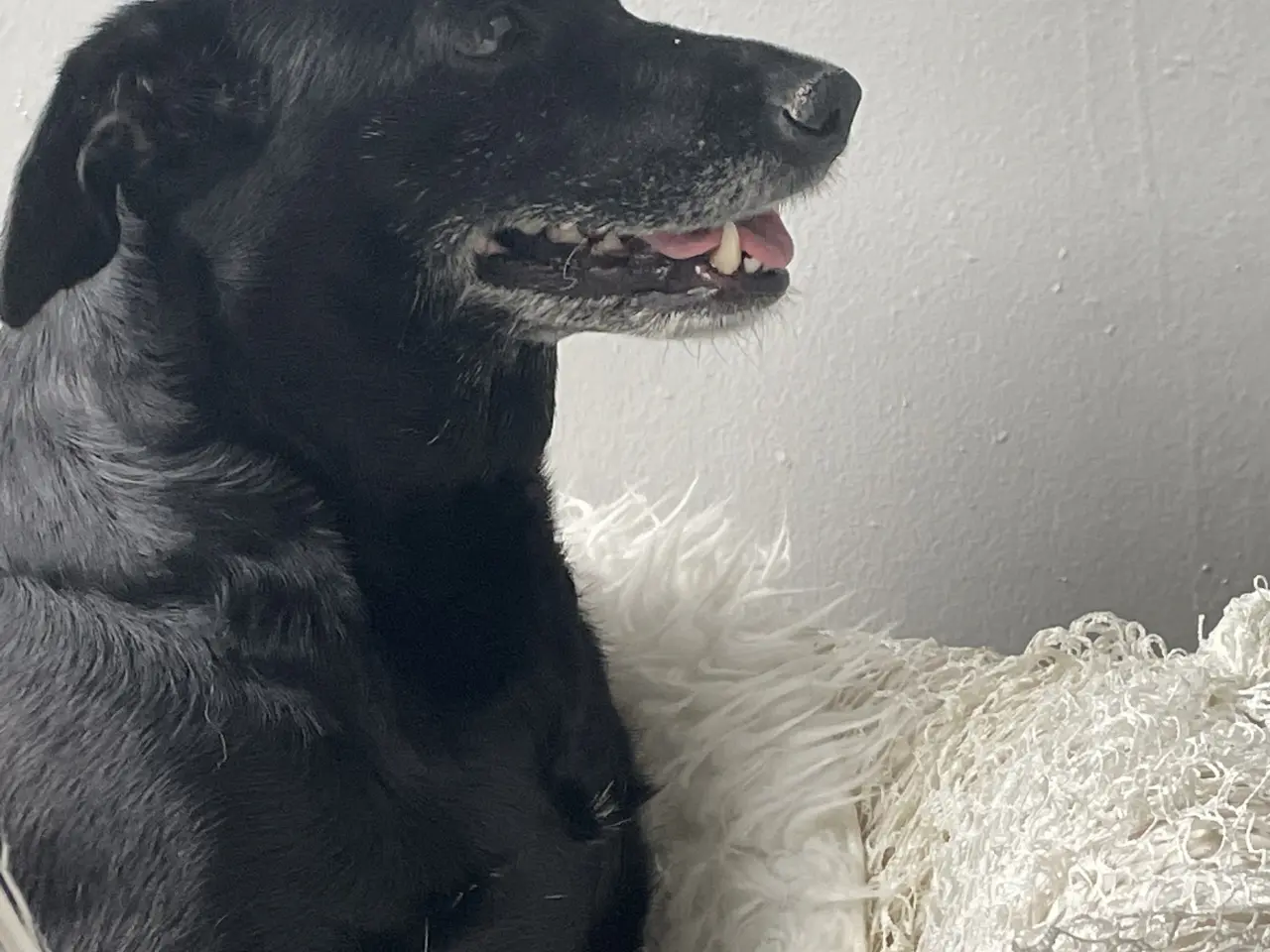 Billede 1 - Ønsker voksen hund