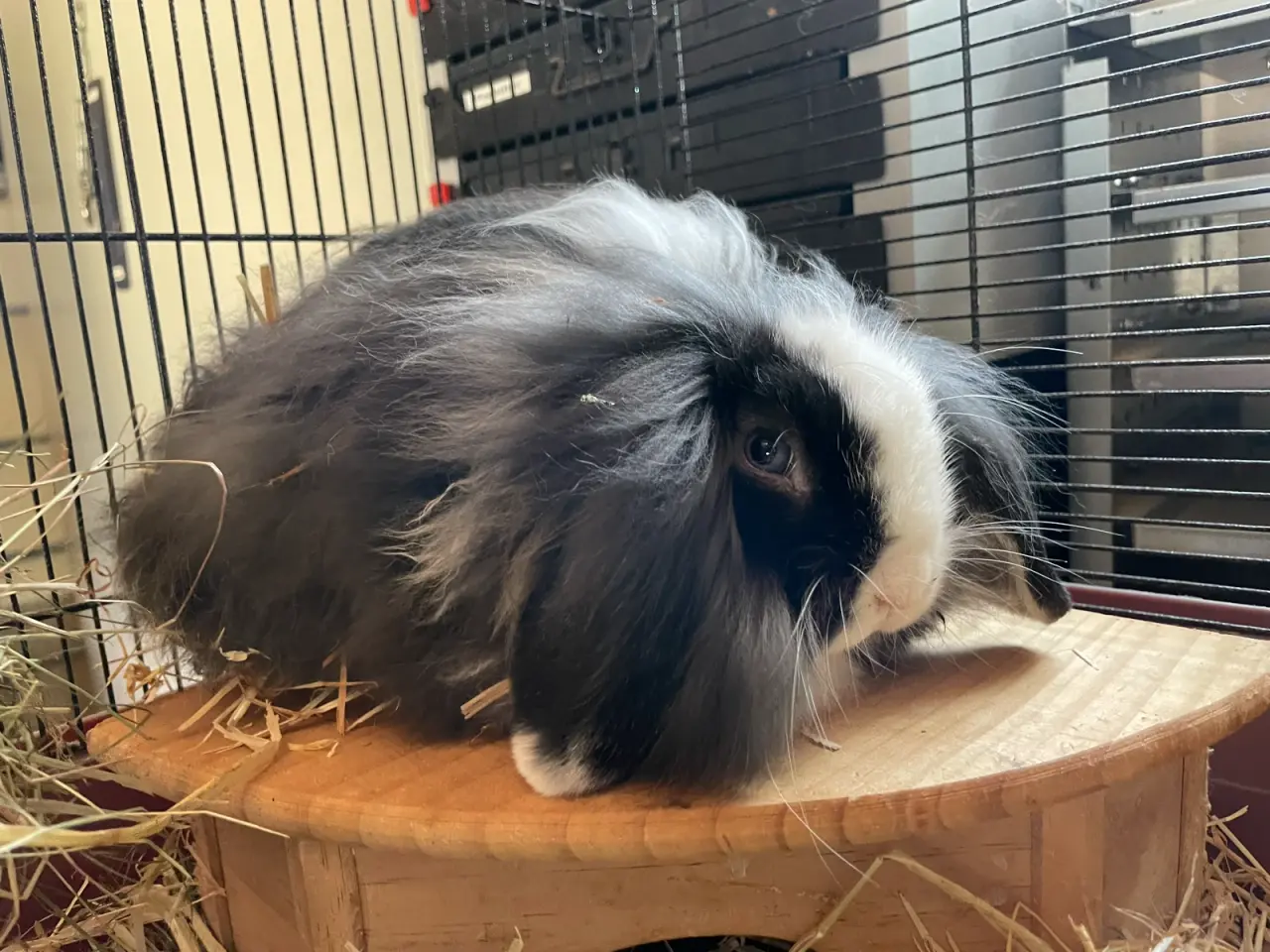 Billede 6 - Lion lop/ min lop