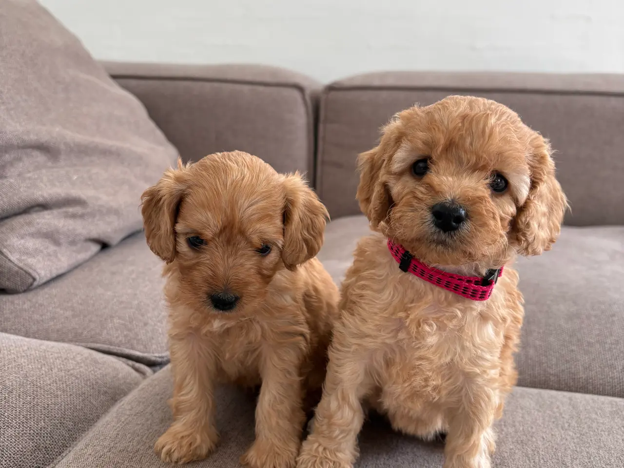 Billede 10 - Doodle hundehvalpe til salg🐶