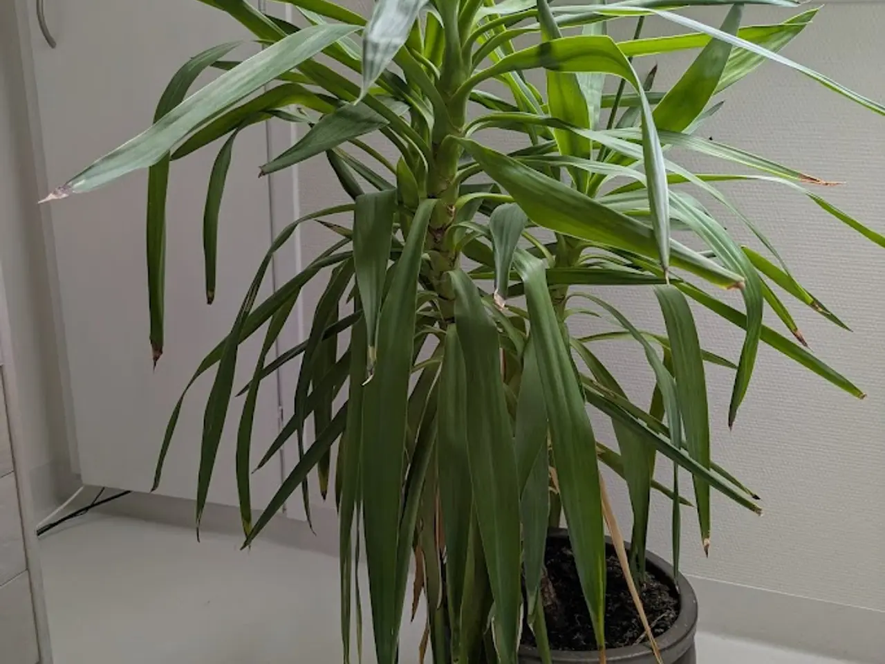 Billede 1 - Yucca palme (stueplante)