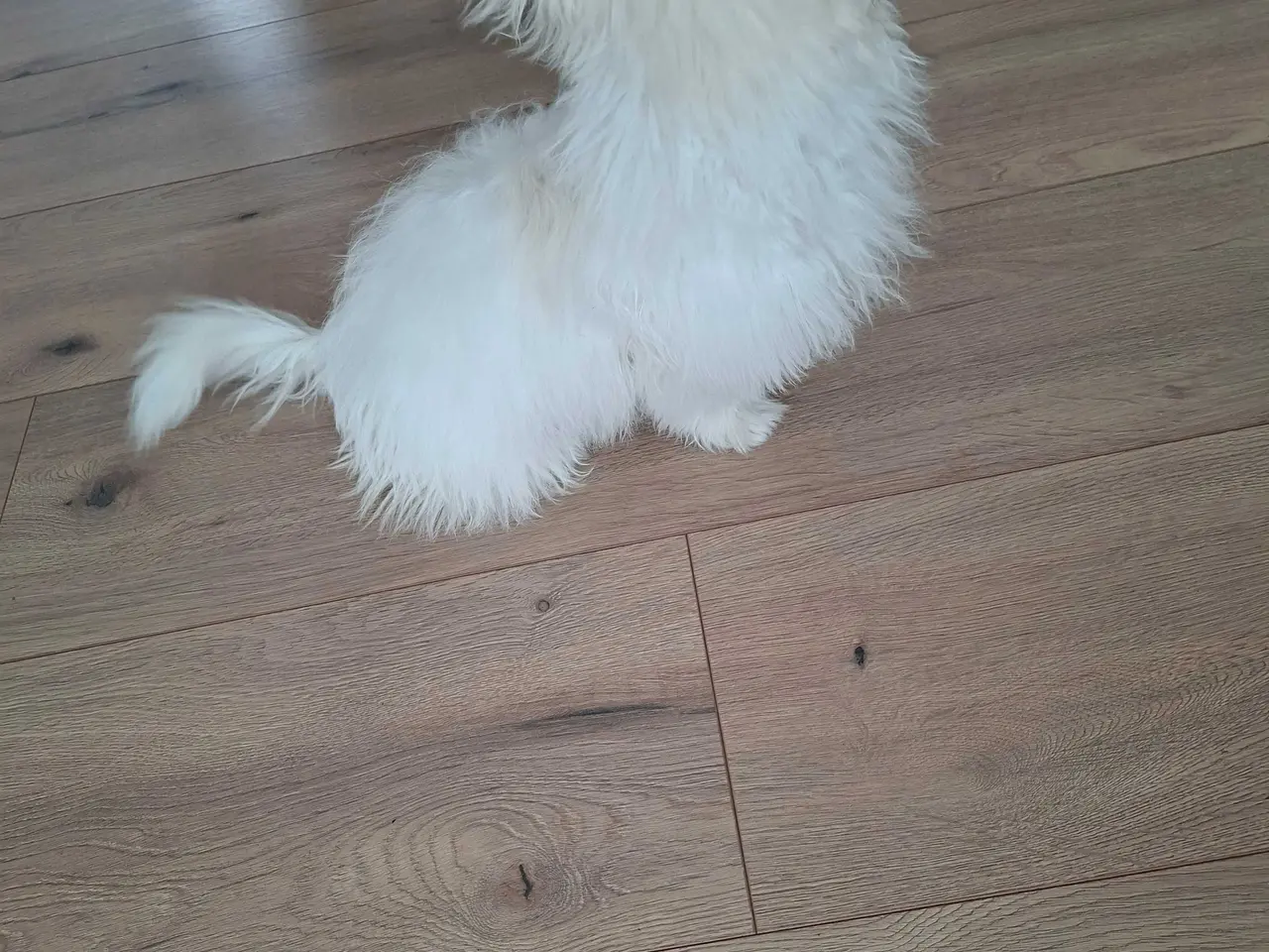Billede 2 - Bichon havanaise Hundehvalp