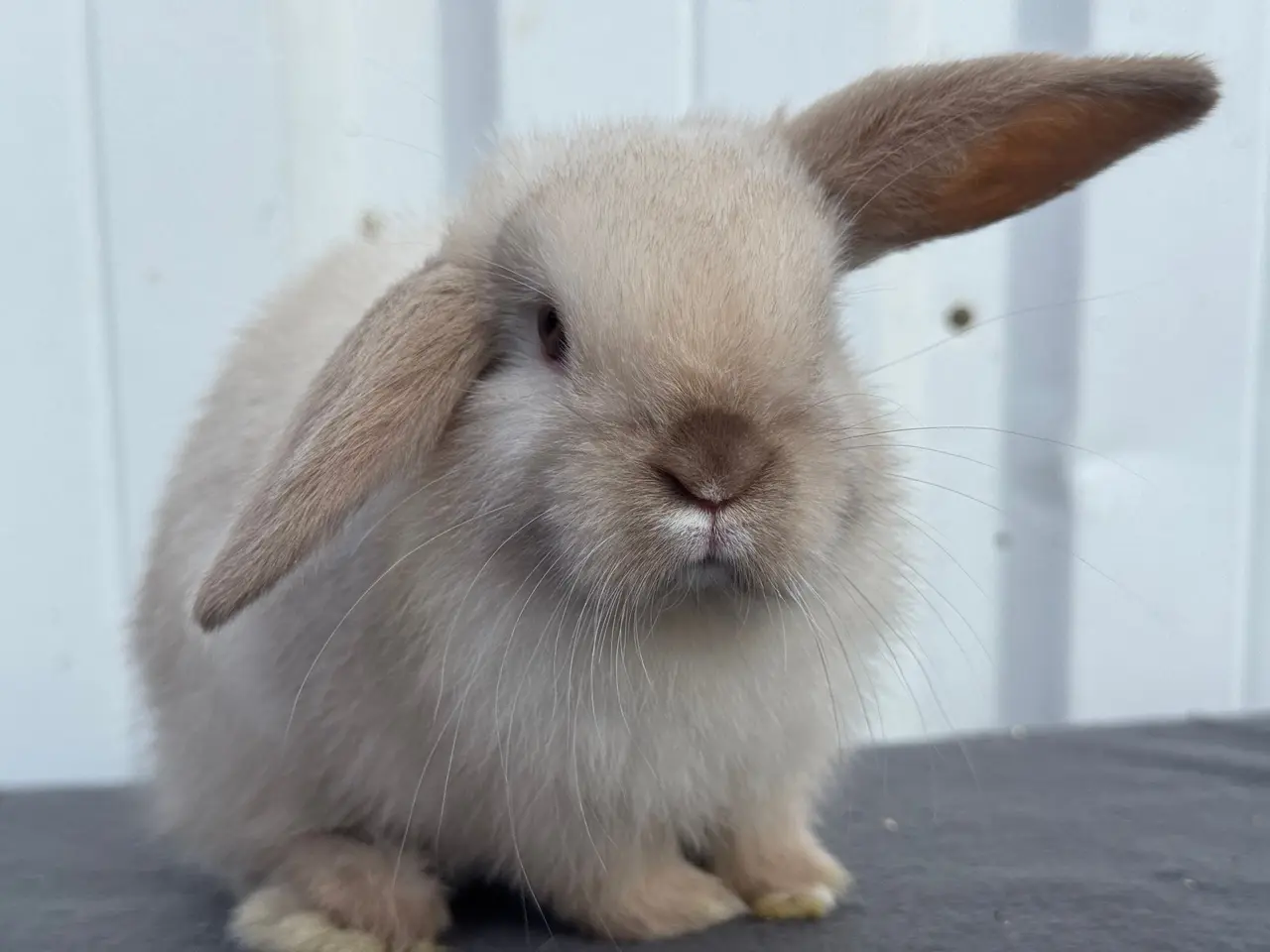 Billede 3 - Mini lop hunkanin