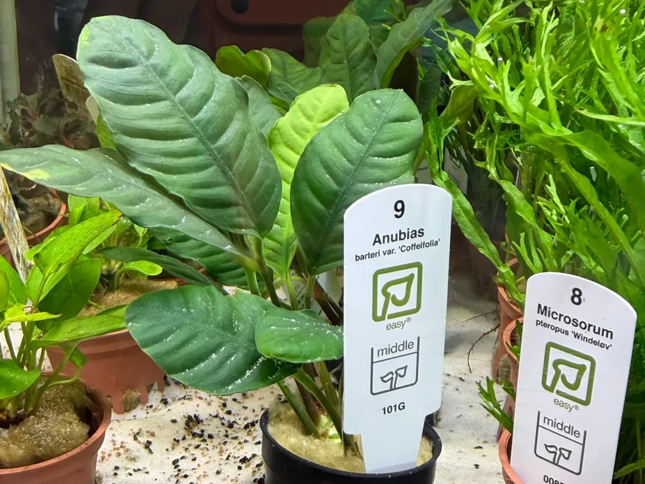 Billede 5 - Mange flere akvarie planter