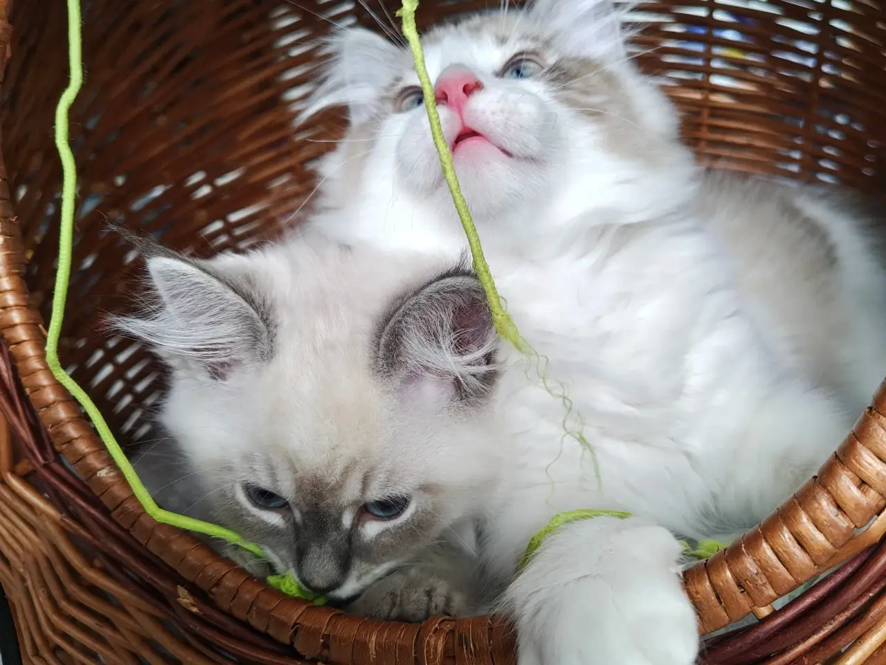 Billede 3 - Ragdoll far-Ragdoll,Skovkat mor 