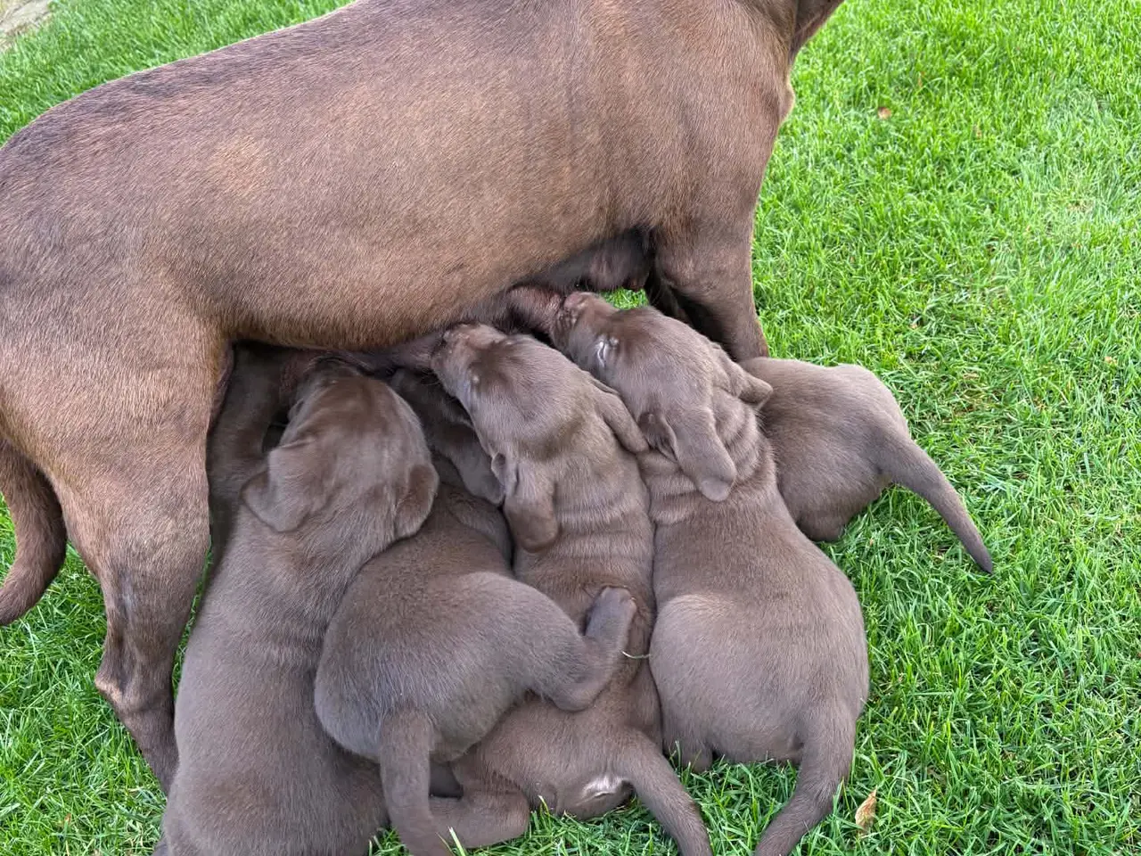 Billede 2 - ægte brune Labrador hvalpe sælges