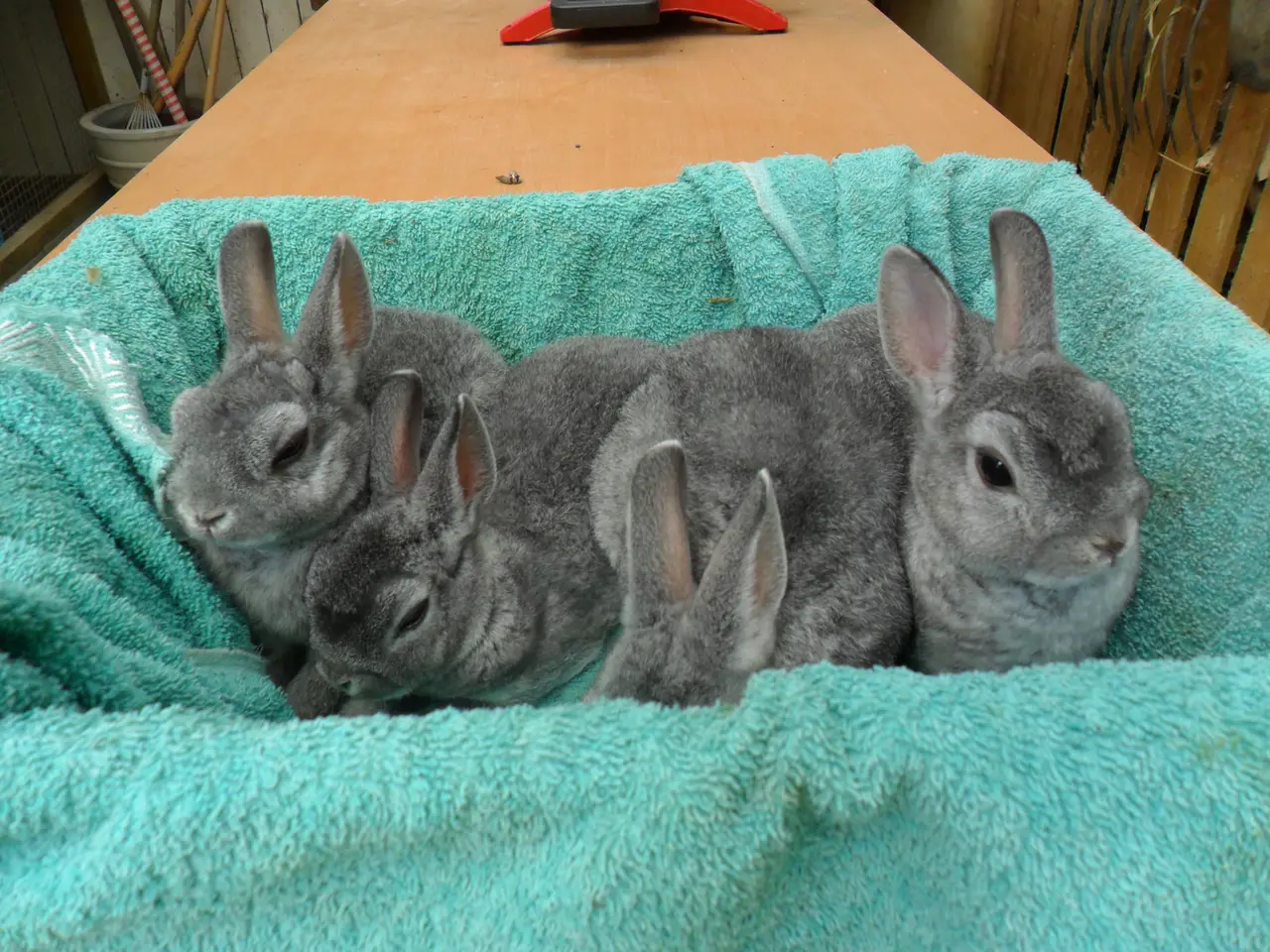 Billede 1 - Hermelin, Chinchillafarvet, Rex
