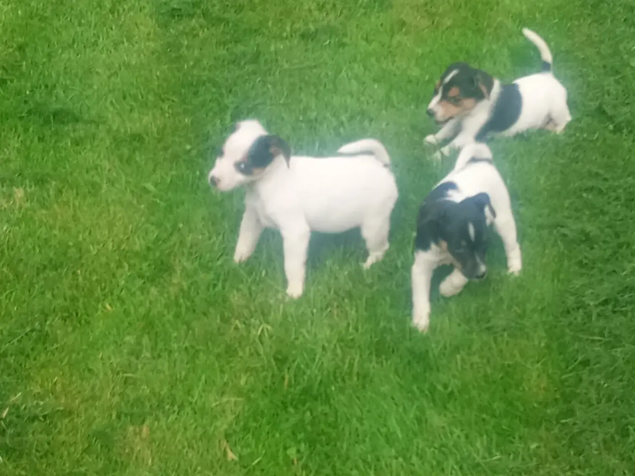 Billede 3 - Dansk svensk gårdhundehvalpe 