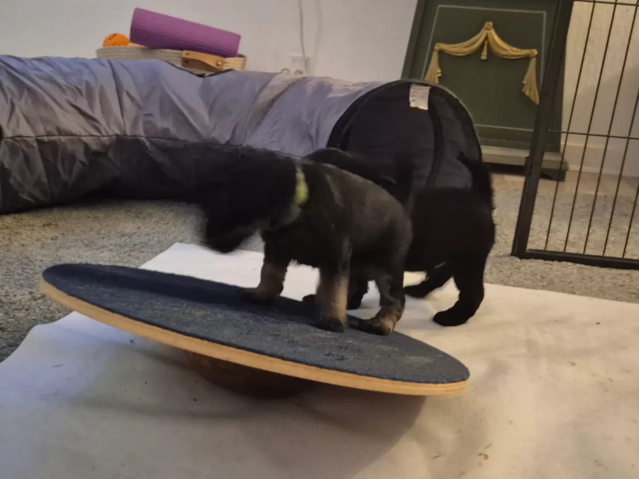 Billede 6 - Poo Schnauzerpoo puddel